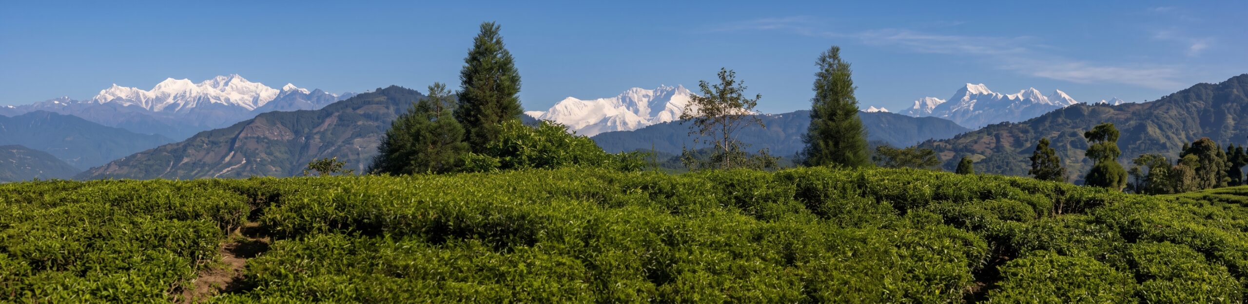 Kanchanjangha Tea Estate (KTE), 